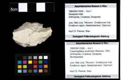 Foto (Objekt + Etiketten) von Cracensigillatus acutirostris (Moericke, 1889) 